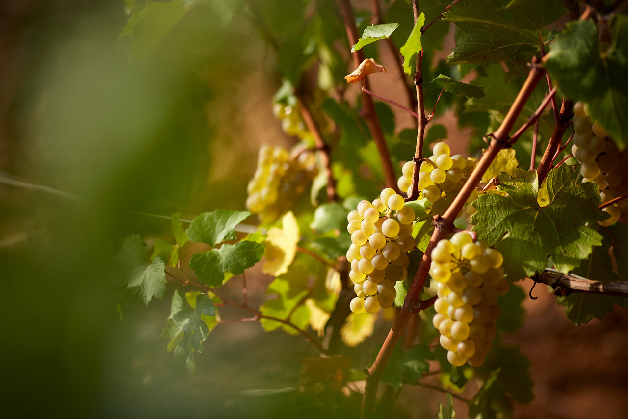 © Domaine de l'Arlot - Serge Chapuis - 2017