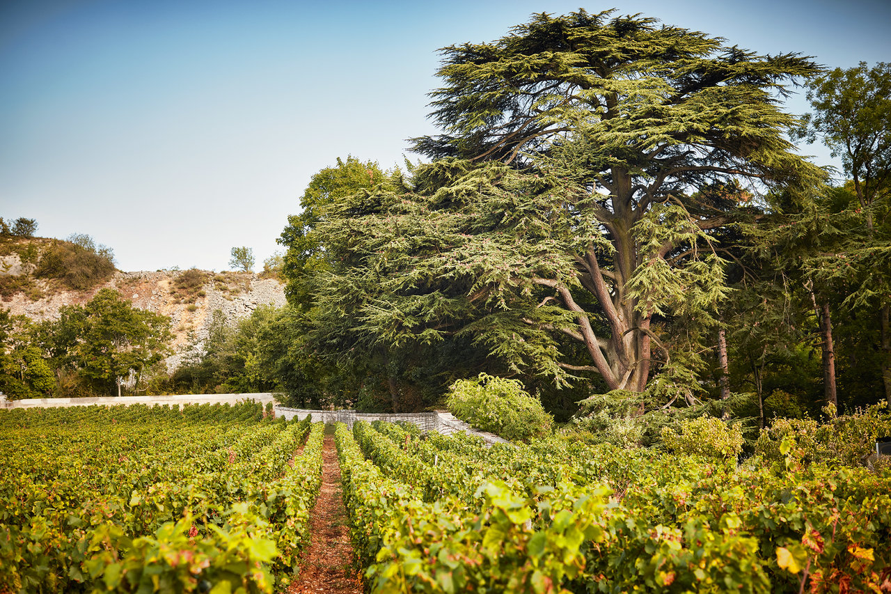 © Domaine de l'Arlot - Serge Chapuis - 2017